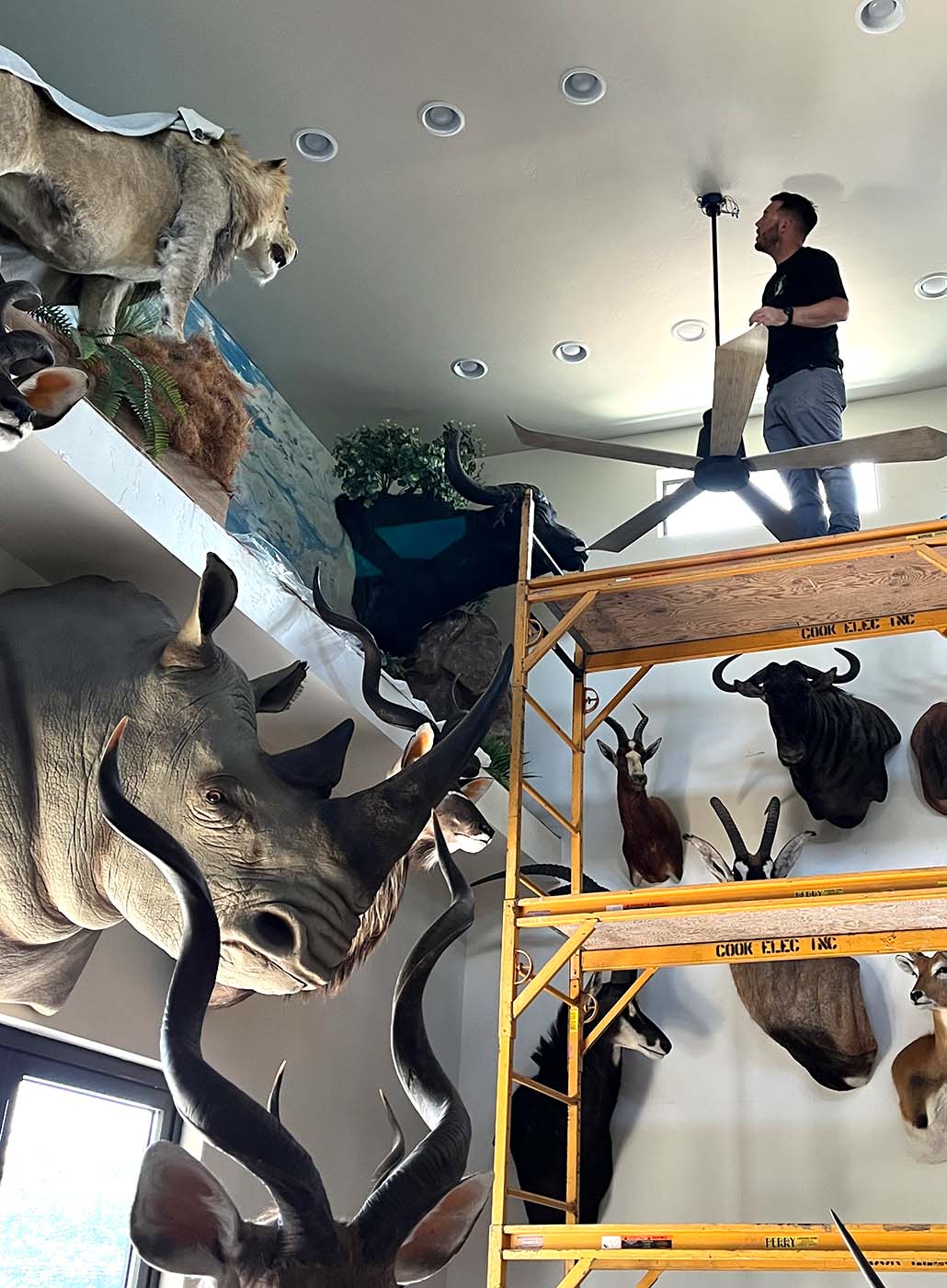 A man stands on scaffolding performing electrical repairs, fixing a ceiling fan in a room decorated with mounted animal heads and a lion taxidermy display.