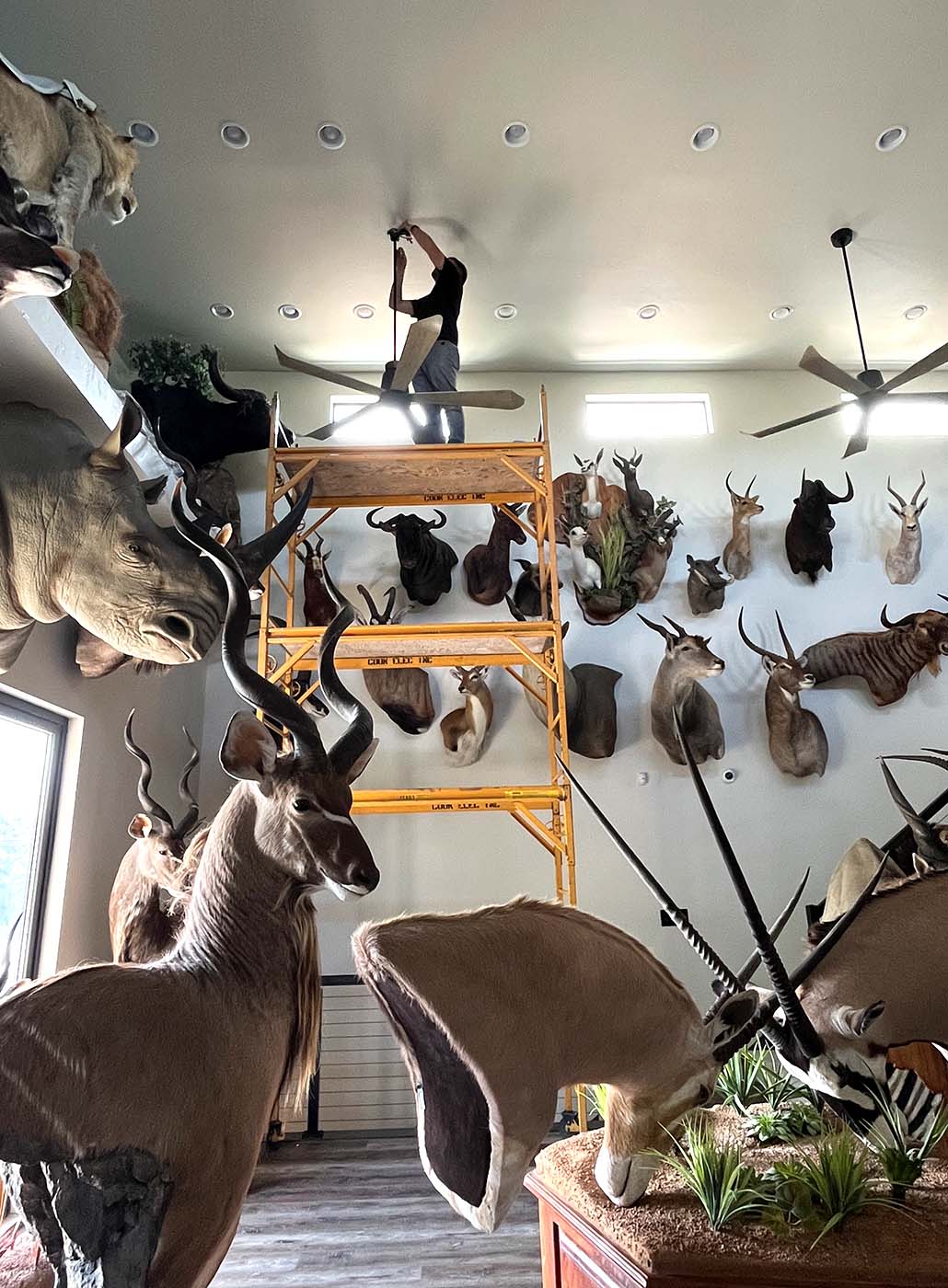 A person stands on yellow scaffolding installing ceiling lights in a room decorated with numerous mounted animal heads and taxidermy.